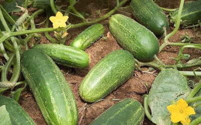 Doctors Reveal What Happens When You Eat Cucumbers in Salad – Healthy Benefits, Nutrition & Smart Tips