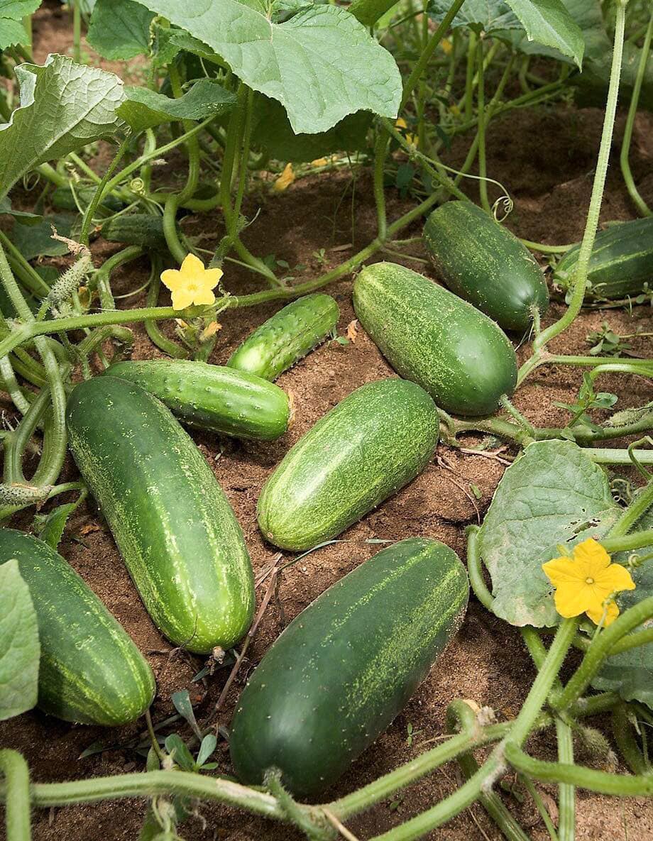 Doctors Reveal What Happens When You Eat Cucumbers in Salad – Healthy Benefits, Nutrition & Smart Tips