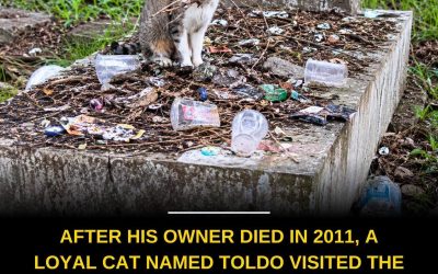 The profoundly moving story of Toldo