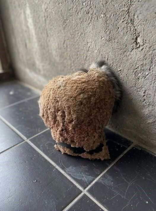 We Returned From Vacation and Discovered an Unexpected Surprise in Our Bathroom “YES” comment below: